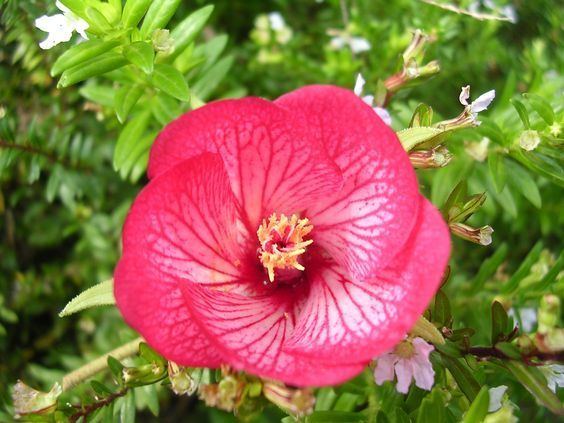 National Flower of Mauritius